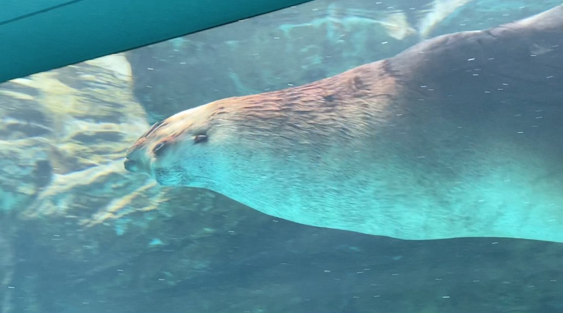 🐠 미야지마 수족관(미야지마 스이조쿠칸) 이미지 1